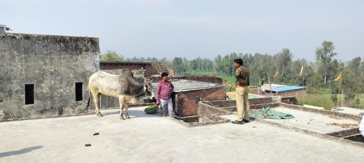 The bull climbed on the roof of the house, created ruckusThe bull climbed on the roof of the house, created ruckus