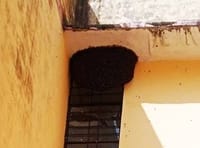 Bees attack again in the block premises, many people injured