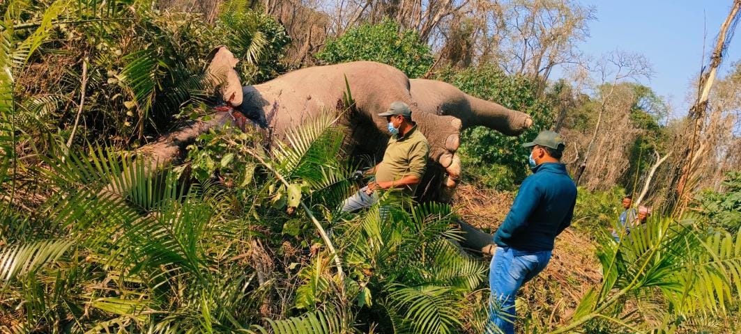 Dead body of male elephant found lying in reed bushes