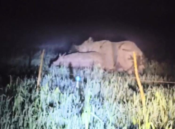 Nepal's rhinos are liking Katarniya forest area