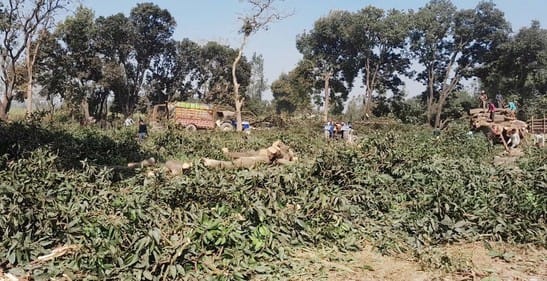 Investigation team formed on complaint of cutting of blossom laden trees