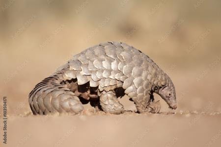 An amazing creature of the earth is on the verge of extinction