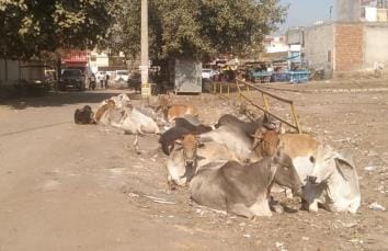 Now the city council will impose ban on the mischief of abandoned Nandi wandering in the city, work order allotted to catch it.
