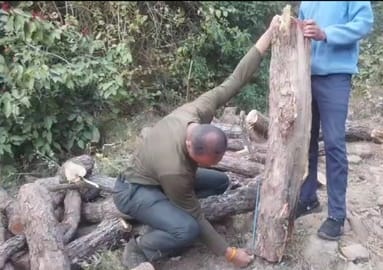 Lush Khair trees were cut in the government forest, the department recovered 52 Mochas.