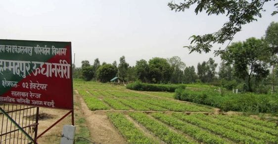 73 lakh saplings are being prepared in 22 nurseries of the forest department