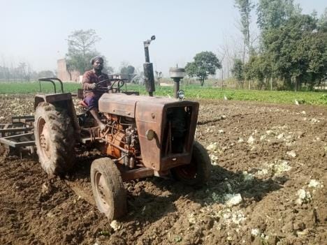 Dhanora farmers have now cultivated cabbage crop as they are not getting the right price