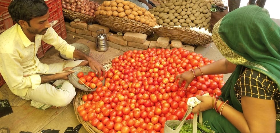 Indore News Tomato Prices Crash to Rs 3 per Kg, Farmers Face Heavy Losses