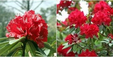 Himachal rhododendron flowers are blooming early due to lack of sufficient rain and snowfall
