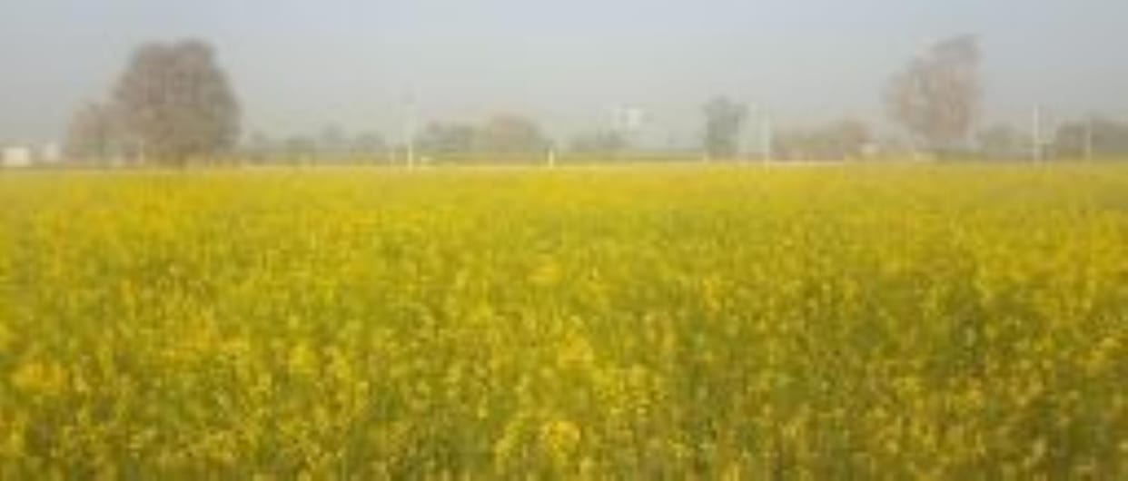 This time the farming is good, Jai Ram, if the wire is fine...