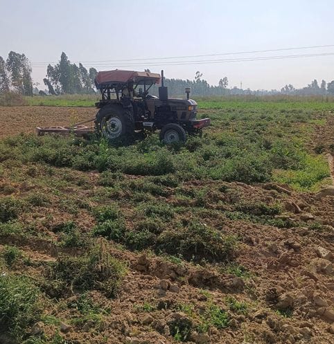 Troubled by the disrespect of tomatoes, the farmer got the crop ploughed by a tractor
