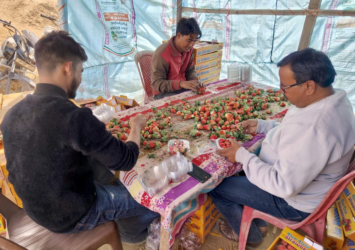 Strawberry farming is adding joy to the lives of farmers