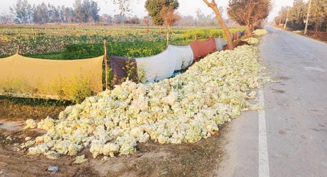 Farmers threw cauliflower on the roadside