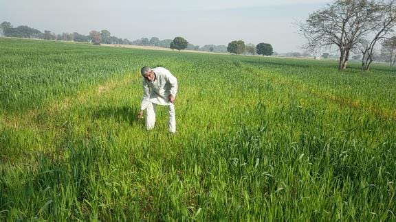People worried due to increase in temperature and cut in canal water, wheat crop started drying up