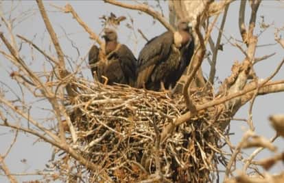 Counting of vultures begins in Gandhi Sagar Wildlife Sanctuary