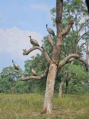 On the first day of counting, vultures were seen in small numbers in Tendukheda forest