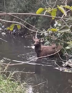 Injured deer running for seven days to avoid becoming prey to dogs