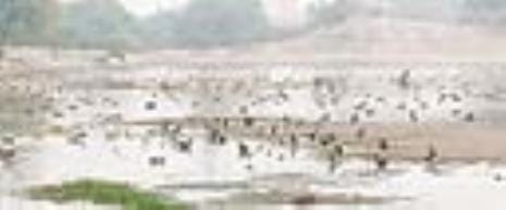 21 species of birds coming from abroad in village Kalvan