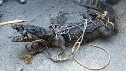 Forest department team caught crocodile from the pond