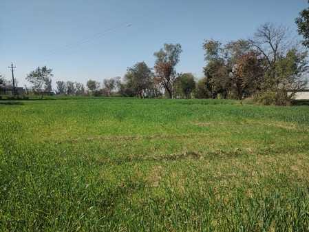 Without rain, clouds of crisis loom over wheat crop