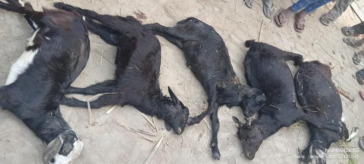 Tiger hunted six goats in Chandokha, Sitapur