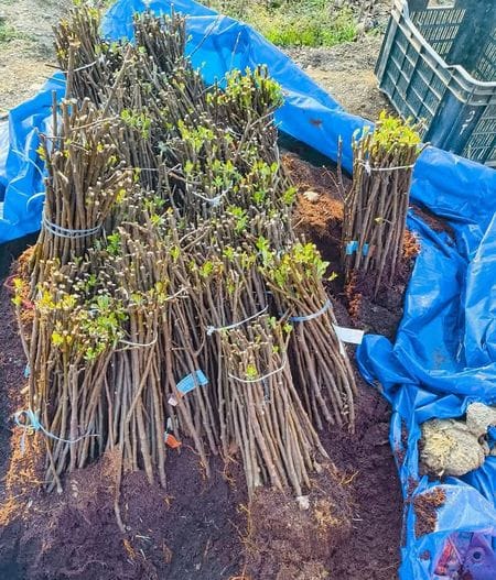 Saplings of M-9 variety of apple will be ready in Kullu