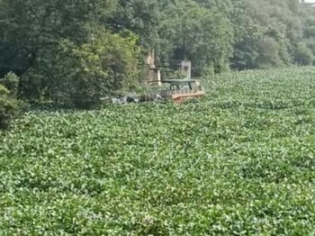 The High Court formed a three-member committee to investigate the water hyacinth case