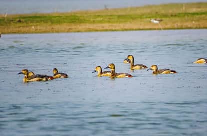 Guest birds arrive at reservoirs: 4706 migratory birds arrived last year