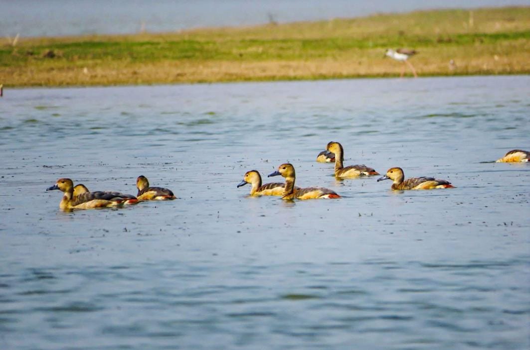 Big fans of Little Cormorant amid the roar of tigers