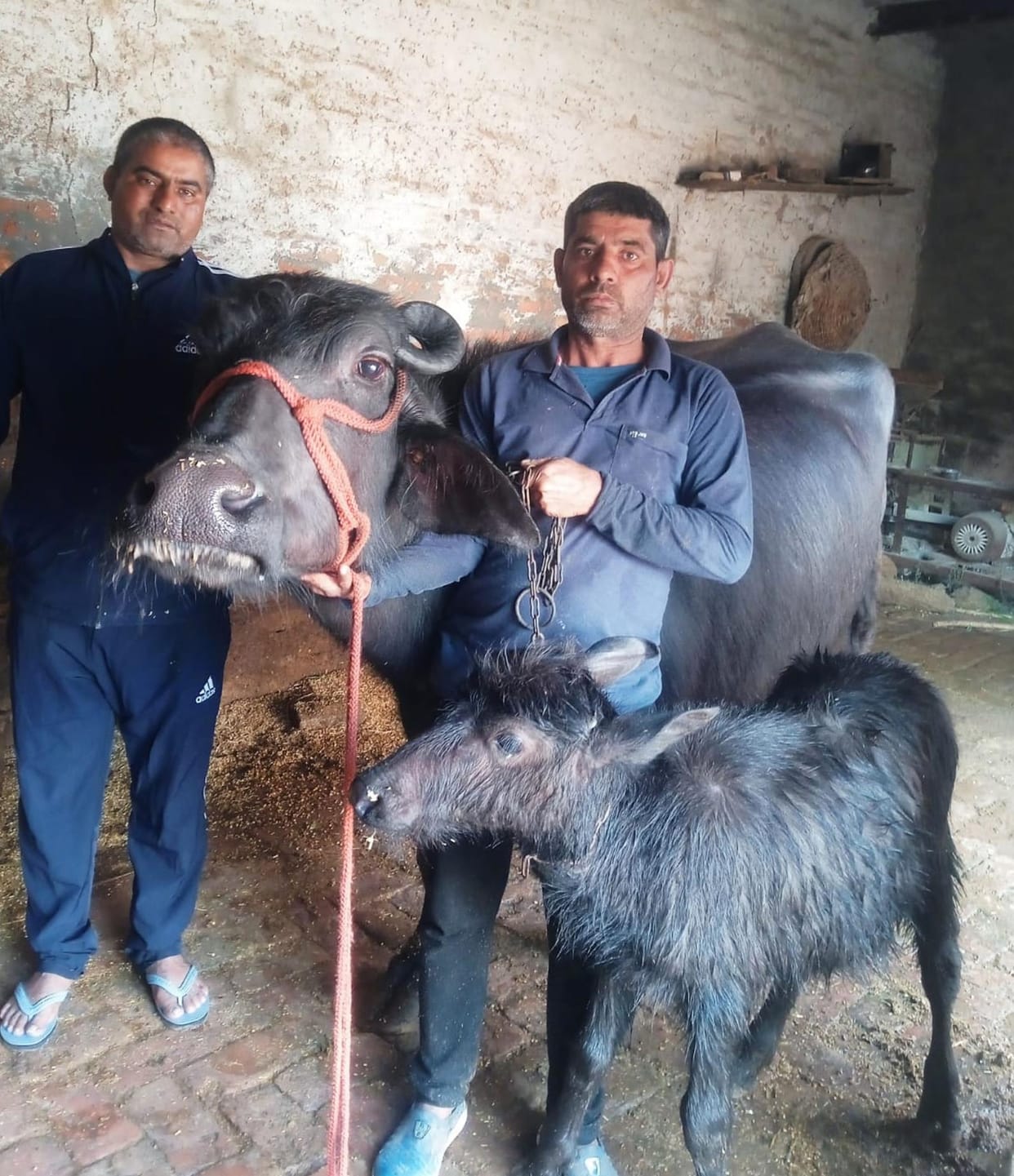 Satendra's buffalo stood first by giving 23.642 kg milk