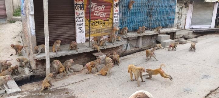 People remained confined to their homes for two hours due to monkeys' mischief