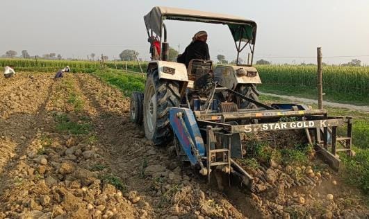 potato yield has reduced to half