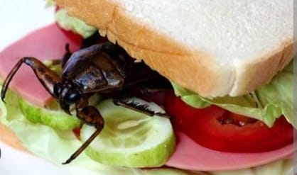 Aligarh 10 crore market depends on cockroaches