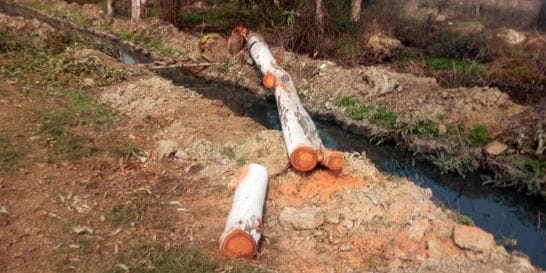 14 trees were cut down to set up a steel factory case filed against three