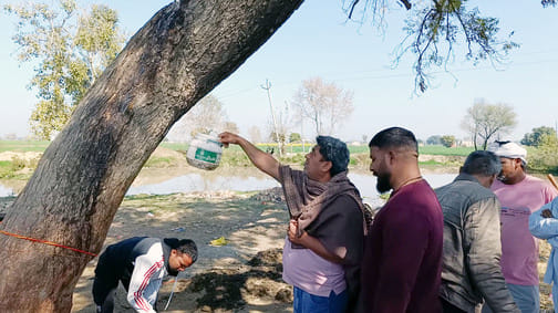 Chemical process of liquid coming out of Neem tree