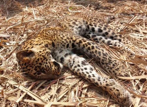 The body of a female leopard was found in Gauramafi village