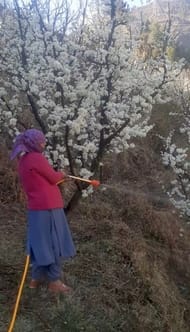 Flowers bloomed on plum plants as the mercury rose.