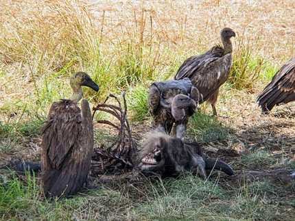 Bandhavgarh has a population of more than two hundred vultures