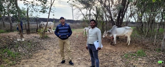 Satish's cow of Nehrugarh stood first by giving 12.713 kg milk.