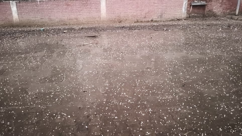 Hailstorm affected mustard and wheat crops in more than 20 villages of Tohana and Jakhal