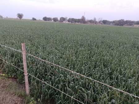 Light rain brought new life to wheat crop