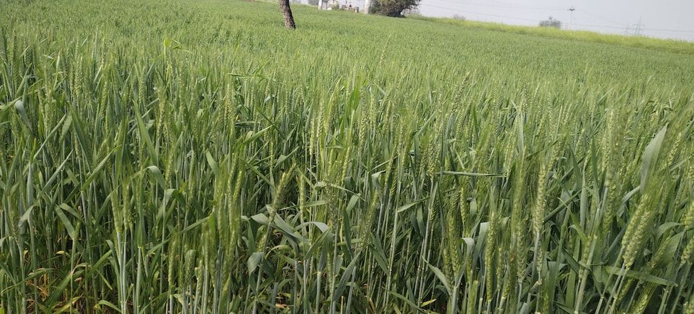 Fall in temperature beneficial for crops