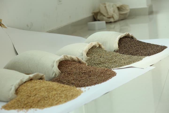 Now colorful wheat will help in diabetes management