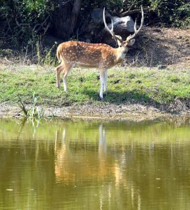 घना में घूमता चीतल