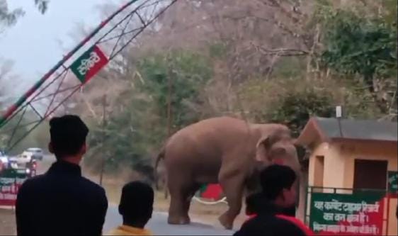 Elephant became furious at Lakadghat security barrier