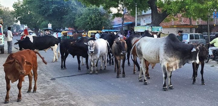 Farmers will get relief from stray animals, risk to life will be reduced