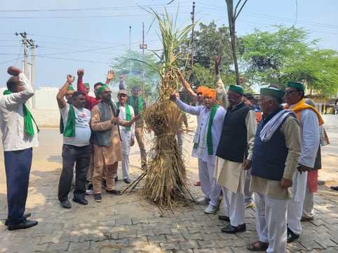 Farmers protested by burning sugarcane