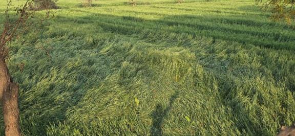 Electric poles broken due to storm, wheat and mustard crops damaged due to rain