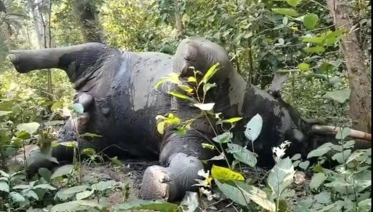 Daya Ganesh elephant dies in Bardiya, Nepal