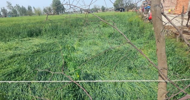 First rain, then hailstorm affected wheat, mustard and peas
