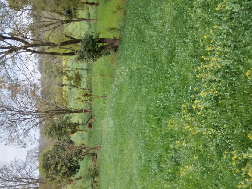 Rain becomes lifeline for crops and newly planted plants, farmers and gardeners happy